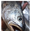 米鱼 新鲜鳘鱼 鮸鱼 敏鱼5斤装 约7-8条鲜活海鲜水产海鱼包邮