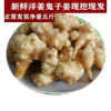 天然洋姜新鲜大个鬼子姜菊姜脆甜洋山药农产品