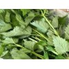 四川新鲜藿香叶芭蒿大茴香鱼香叶顺丰包邮非薄荷全年供货量大从优